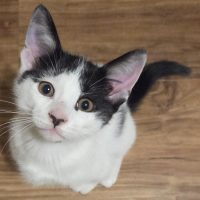 Milwaukee Record Cat Of The Week: Rubble