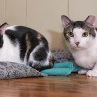 Milwaukee Record Cats Of The Week: Gatsby and Fiesta