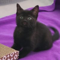 Milwaukee Record Cat Of The Week: Abracadabra