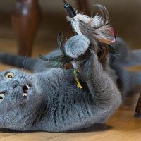 Milwaukee Record Cat Of The Week: Artemis