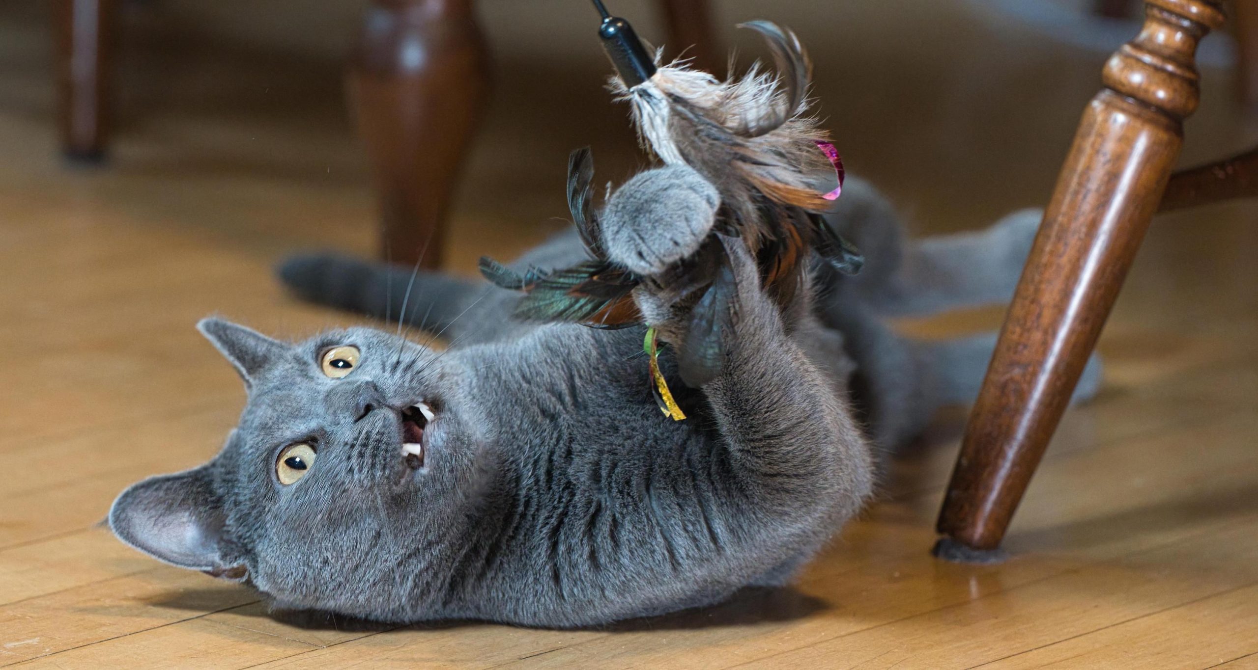 Milwaukee Record Cat Of The Week: Artemis | Milwaukee Record