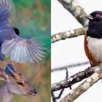 ‘That’s a lifer!’ Loving and leveling up your birding Lifer List