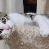 Milwaukee Record Cat Of The Week: Colin