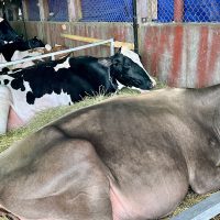 Wisconsin State Fair announces 2026 attendance of 925,749