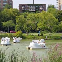 Chicago artists bring honking, flapping ‘Swans’ to blustery Veterans Park
