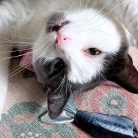 Milwaukee Record Cat Of The Week: Soup