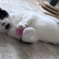 Milwaukee Record Cat Of The Week: Calf