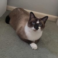 Milwaukee Record Cat Of The Week: Ricky