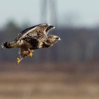 Changing of the Feathers: The muted majesty of fall
