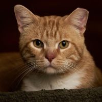 Milwaukee Record Cat Of The Week: Thumbs