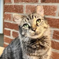 Milwaukee Record Cat Of The Week: Wolf