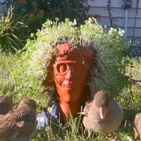 Please put your cat in front of this 70-minute Weird Al Chia Pet video