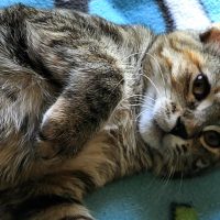 Milwaukee Record Cat Of The Week: Ruby
